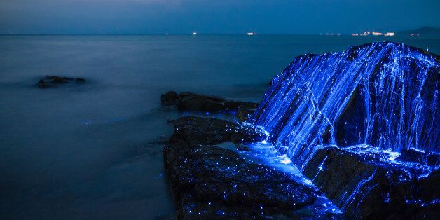 Bioluminescent sea fireflies glittering like diamonds on the rocks and sand. Okayama, Japan. August 2016