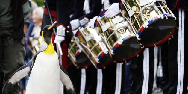 'Nils Olav' the penguin receives his knighthood from the Nowegian King's Guard at the Edinburgh zoo, on August 15, 2008. A penguin called Nils waddled into the history books Friday when he was knighted by a visiting royal Norwegian regiment in Scotland. The king penguin -- full name Nils Olav -- became the first black-and-white pint-sized Norwegian Sir with wings after inspecting the Norwegian King's Guard, over for Edinburgh's annual Military Tattoo. AFP PHOTO/Ed Jones (Photo credit should read
