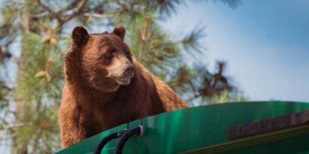 In this July 18, 2016 photo provided by Evan Welsch, a bear hitches a ride on top of a garbage truck in Los Alamos National Labs in Los Alamos, N. M. Helicopter mechanic Welsch, who snapped photos of the bear, said about 30 Forest Service and National Park workers had gathered around to see the spectacle when it was suggested that the driver back up near a tree to give the animal an escape route. The bear clamored for the tree and stayed up there about an hour or two before scurrying down and running off. (Evan Welsch via AP)