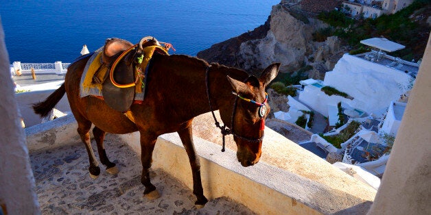 Oia, Greece - August 2015: A donkey is walking up the stairs at the end of a busy day in which he carried a lot of tourists. In the past the donkey was the main means of transport on the island. Today there is also a donkey Union on the island, that was founded in 1982 in the period of tourism development in Santorini.