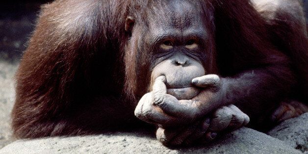 Orangutan thinking