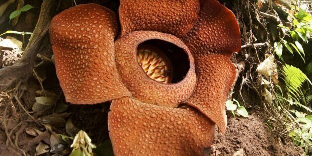 This picture taken in Taba Penanjung, Bengkulu province on July 20, 2016 shows a Rafflesia Arnoldii 'corpse flower'.Rafflesia Arnoldii is endemic to the rainforests of Sumatra and produces the largest individual flower on earth with an odour of decaying flesh. / AFP / DIVA MARHA (Photo credit should read DIVA MARHA/AFP/Getty Images)