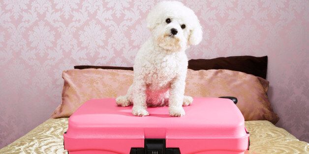 Dog Sitting on Suitcase
