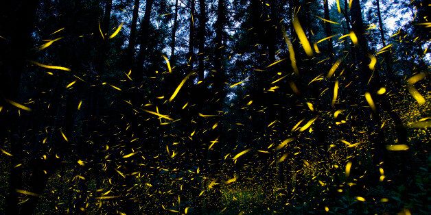 In this July 21, 2016 photo, fireflies light up a section of the forest inside Piedra Canteada, near Nanacamilpa, Tlaxcala state, Mexico. The fireflies appear in numbers between 8:30 and 9:30p.m. each night during the two-month season. At times, hundreds of the bioluminescent beetles will synchronize their lights, blinking on and off in perfect rhythm. (AP Photo/Rebecca Blackwell)