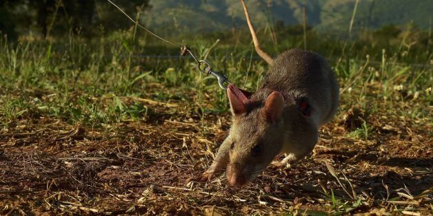 An African giant pouched rat sniffs for traces of landmine explosives at APOPO's training facility in Morogoro on June 17, 2016.APOPO trains the rats to detect both tuberculosis and landmines at its facility. Every year landmines kill or maim thousands of people worldwide. The trained rats sniff for explosive and so are able to detect the presence of landmines far faster than conventional methods which involve metal detection. Metal detection is longer and more laborious because detection equipment picks up all metal traces in the ground including scrap metal. APOPO deploy the trained rats to work in mine affected areas like Cambodia, Lao, Vietnam and Mozambique. To date APOPO has helped countries detect 69,269 landmines which have been destroyed by the countries authorities. Land mine clearance is also crucial to farmers and citizens reclaiming and using land which was previously unavailable due to landmine risk. / AFP / CARL DE SOUZA (Photo credit should read CARL DE SOUZA/AFP/Getty Images)