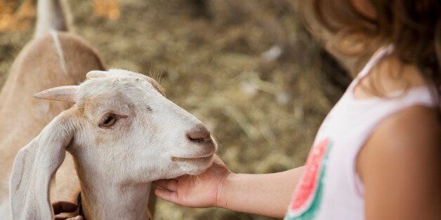 Caucasian girl petting goat on farm
