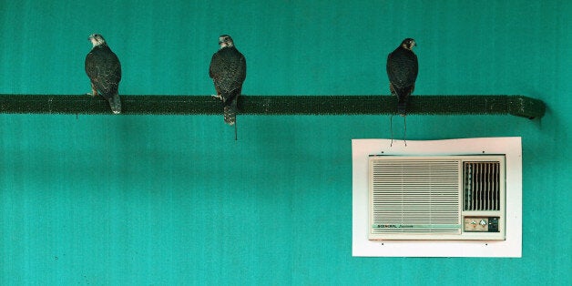 ABU DHABI, UNITED ARAB EMIRATES - FEBRUARY 03: Falcons rest in an air conditioned unit at the Abu Dhabi Falcon Hospital, on February 3, 2015 in Abu Dhabi, United Arab Emirates. The Abu Dhabi Falcon Hospital (ADFH) is located just outside Abu Dhabi. It is the largest of its kind in the world attracting customers from all over the UAE and the wider Gulf region including Saudi Arabia, Qatar, Kuwait and Bahrain. Around 9,000 birds are treated each year for a wide range of ailments. The centre which has a an ophthalmology department, and intensive care unit is equipped to deal with everything from X-Rays, cases of Avian Flu, Falcon Pox, repairing of feathers, and general health checks and provides a 24 hour service. The centre also has two large air conditioned aviaries where falcons can rest while they are moulting, or changing their feathers. Traditionally a way of obtaining food, Falconry today has become more of a national sport and a rite of passage for many young Emirati men, who take their time to train their Falcons, developing a relationship and deep bond with the birds. Groups of friends regularly come together in the evenings to meet and train their birds where the practice becomes more about camaraderie and sharing knowledge than subsistence. The practice of Falconry was recognized by UNESCO in 2012 under the 'Intangible Cultural Heritage of Humanity' list. (Photo by Dan Kitwood/Getty Images)