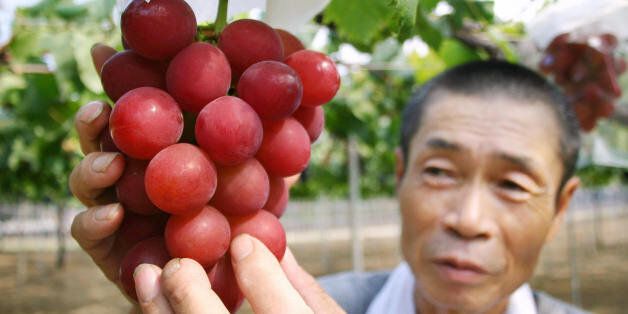 Japanese farmer Tsutomu Takemori displays a cluster of recently-developed 'Ruby Roman' grapes at his vineyard in Kahoku city in Ishikawa prefecture, northern Japan on August 11, 2008. A Japanese hotel has auctioned a first bunch of 'dream grapes' developed over 14 years at 910 dollars, 30 dollars for a grape, to delight customers. The bunch weighed some 700 grammes. As the reddish-skin variety boasts the size of each grape, which can be as big as three centimetres in diametre, the bunch had about 30 grapes. AFP PHOTO / JIJI PRESS (Photo credit should read STR/AFP/Getty Images)