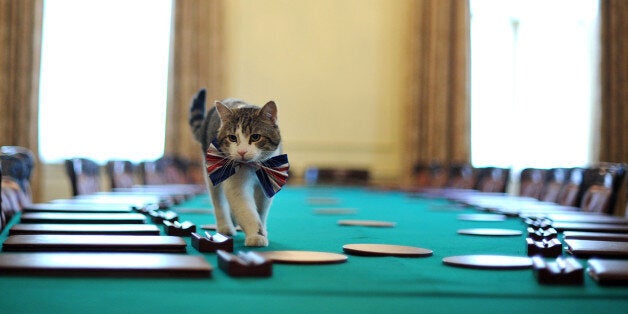 Larry, the 10 Downing Street cat, walks on the cabinet table wearing a British Union Jack bow tie ahead of the Downing Street street party, in central London, on April 28, 2011. Downing Street will hold a street party tomorrow to celebrate the royal wedding of Britain's Prince William and Kate Middleton at Westminster Abbey, on April 29, 2011. AFP PHOTO/BEN STANSALL/WPA POOL (Photo credit should read BEN STANSALL/AFP/Getty Images)