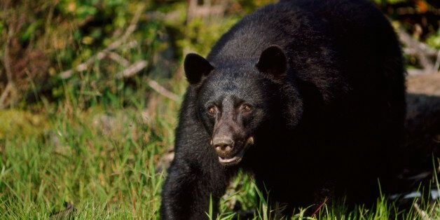 Black bear, Ursus americanus, Vancouver Island, Canada