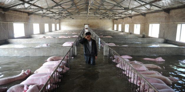 An employee wipes away tears as he walks through a flooded farm, where pigs cannot be moved away from due to an environmental protrection and epidemic prevention measure, before he leaves for safer place in Liu'an, Anhui Province, China, July 4, 2016. Picture taken July 4, 2016. REUTERS/Stringer ATTENTION EDITORS - THIS IMAGE WAS PROVIDED BY A THIRD PARTY. EDITORIAL USE ONLY. CHINA OUT. NO COMMERCIAL OR EDITORIAL SALES IN CHINA. TPX IMAGES OF THE DAY