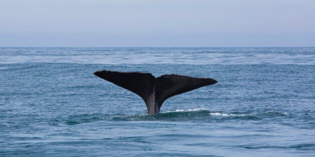 The tail flukes of a sperm whale (Physeter macrocephalus) raised above the ocean surface at the start of a feeding dive, Kaikoura, Kaikoura District, Canterbury, South Island, New Zealand, Oceania.