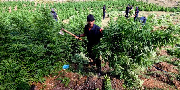 In this photo taken on Thursday Aug. 25, 2015, a police officer carries cannabis plants in Kurvelesh commune, 200 kilometers (125 miles) south of the Albanian capital, Tirana. Albanian police found and destroyed some 16,000 cannabis plants and arrested a suspect. So far half a million cannabis plants have been destroyed since the government set fighting drug cultivation and trafficking as a top priority. (AP Photo/Hektor Pustina)