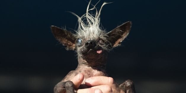 Sweepie Rambo, a chinese crested, is held up by owner Jason Wurtz during the World's Ugliest Dog Competition in Petaluma, California on June 24, 2016. Sweepie Rambo went on to take first prize winning 1,500 USD. / AFP / JOSH EDELSON (Photo credit should read JOSH EDELSON/AFP/Getty Images)