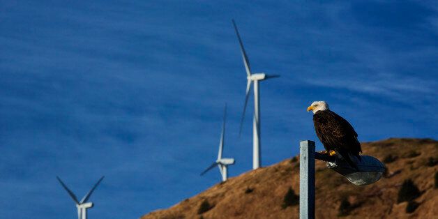 Bald eagle perched on lamp post in downtown Kodiak with wind turbines in background, Southwest Alaska