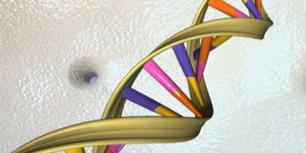 A DNA double helix is seen in an undated artist's illustration released by the National Human Genome Research Institute to Reuters on May 15, 2012. A group of 25 scientists June 2, 2016, proposed an ambitious project to create a synthetic human genome, or genetic blueprint, in an endeavor that is bound to raise concerns over the extent to which human life can or should be engineered. REUTERS/National Human Genome Research Institute/Handout