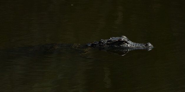 PONTE VEDRA BEACH, FL - MAY 13: An alligator swims during the second round of THE PLAYERS Championship at the Stadium course at TPC Sawgrass on May 13, 2016 in Ponte Vedra Beach, Florida. (Photo by Scott Halleran/Getty Images)