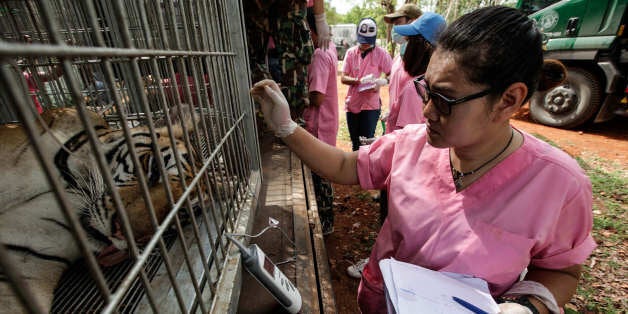 KANCHANABURI, THAILAND - JUNE 01: A Thai DNP veterinarian officer checks a tiger's temperature at the Wat Pha Luang Ta Bua Tiger Temple on June 1, 2016 in Kanchanaburi province, Thailand. Wildlife authorities in Thailand raided a Buddhist temple in Kanchanaburi province where 137 tigers were kept, following accusations the monks were illegally breeding and trafficking endangered animals. Forty of the 137 tigers were rescued by Tuesday from the country's infamous 'Tiger Temple' despite opposition from the temple authorities.