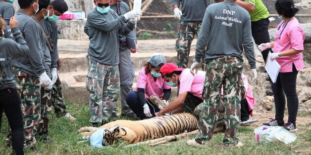 In this Monday, May 30, 2016, photo, wildlife officials sedate a tiger at the