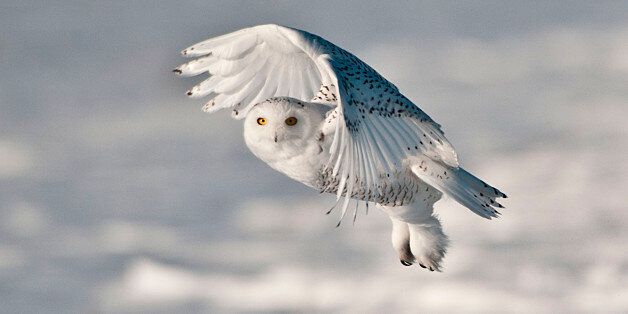 Snowy Owl in Flight (Photo by: Education Images/UIG via Getty Images)