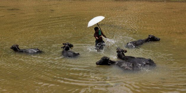 An Indian buffalo herder throws water on buffalos to cool them on a hot afternoon on the outskirts of Bhubaneswar, India, Friday, May 24, 2013. The heatwave intensified in the state with the mercury crossing 46 degrees Celsius (115 degrees Fahrenheit). (AP Photo/Biswaranjan Rout)