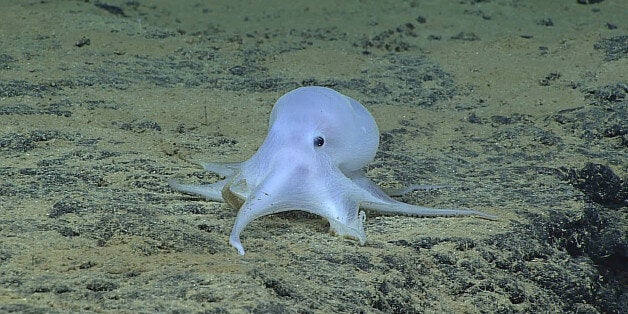 This image provided by courtesy of NOAA Office of Ocean Exploration and Research, Hohonu Moana 2016, shows a possible new species of octopus. Scientists say they have discovered what might be a new species of octopus while searching the Pacific Ocean floor near the Hawaiian Islands. Michael Vecchione of the National Oceanic and Atmospheric Administration says in a statement Friday, March 4, 2016, that on Feb. 27 a team found a small light-colored octopus at a depth of about 2.5 miles in the ocean near Necker Island. (NOAA Office of Ocean Exploration and Research, Hohonu Moana 2016 via AP) MANDATORY CREDIT,