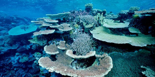 Elevated water temperatures from global warming or an El Nino can kill much of the coral, leaving behind only the 'bleached' white coral skeleton, Cocos Island, Pacific Ocean