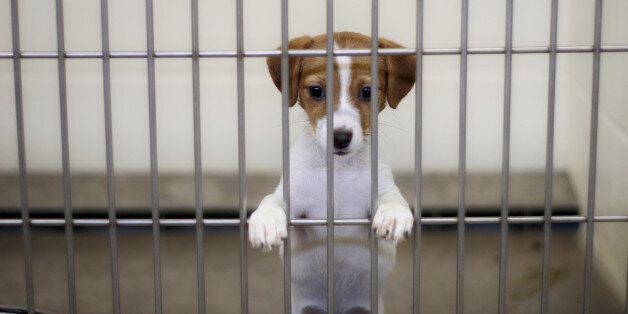dog eagerly awaits adoption from the animal shelter
