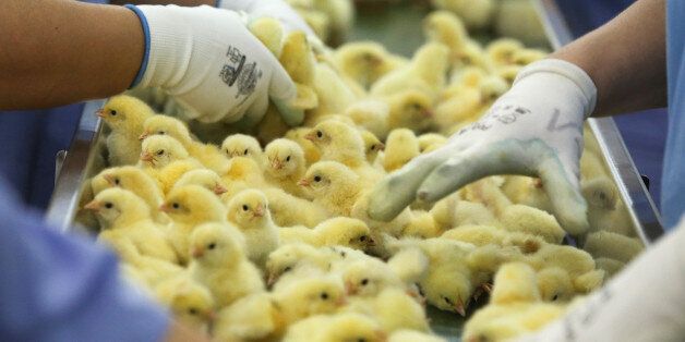 Worker arrange trays of recently hatched yellow chicks as they move along a conveyor belt at the Chelny-Broiler poultry farm, operated by ZAO Agrosila Group, in Naberezhnye Chelny, Russia, on Saturday, Sept. 5, 2015. Russia's $1.1 trillion economy contracted the most since 2009 in the second quarter amid an oil and currency rout exacerbated by tit-for-tat sanctions against the European Union and the U.S. that prompted a ban on imports from French cheese to Polish cabbage. Photographer: Andrey Rudakov/Bloomberg via Getty Images