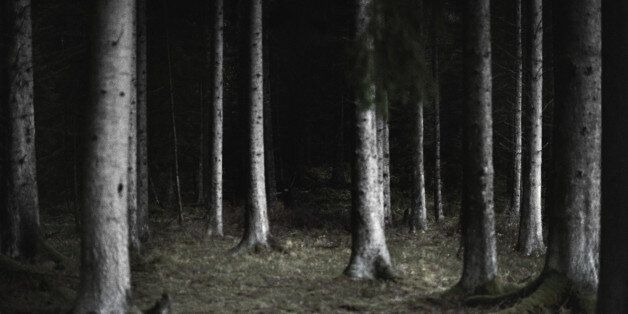 Sweden, Stockholm, forest at night