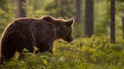 Ursus Arctus: Η καφέ αρκούδα της