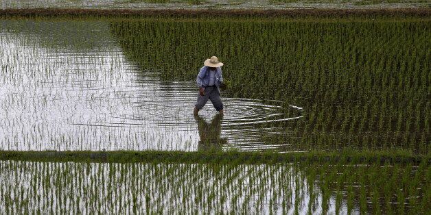A farmer plants saplings in a rice field in Satsumasendai, Kagoshima prefecture, Japan, July 8, 2015. REUTERS/Issei Kato TPX IMAGES OF THE DAY