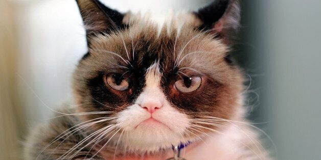 This Dec. 1, 2015 photo shows Grumpy Cat posing for a photo during an interview at the Associated Press in Los Angeles. Animals can melt the human heart, tickle the funny bone or bring us to tears. There is no end to the number of online animals - from YouTube to www.explore.org and all the social media sites in between. Nobody was busier than Grumpy Cat in 2015. (AP Photo/Richard Vogel)
