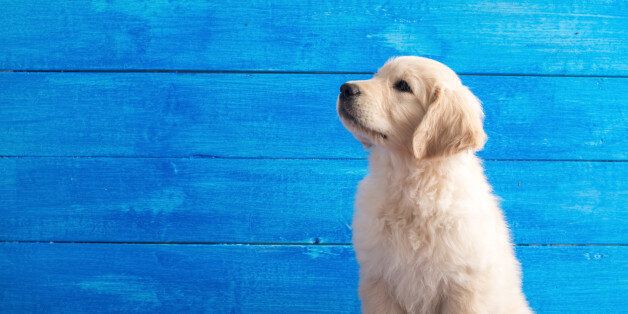 Portrait of English Golden Retriever puppy on blue wood