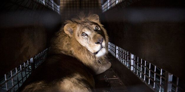 JOHANNESBURG, SOUTH AFRICA - APRIL 30: A crate carrying one of the 33 Lions rescued from circuses in Peru and Columbia is lifted onto the back of a lorry before being transported to a private reserve on April 30, 2016 in Johannesburg, South Africa. A total of 33 former circus Lions, 22 males and 11 females from Peru and Columbia have been airlifted to South Africa to live out their lives on a private reserve in the Limpopo Province. 24 of the animals were rescued in raids on circuses operating in Peru, with the rest voluntarily surrendered by a circus in Colombia after Colombias Congress passed a bill prohibiting circuses from using wild animals. The trip has been coordinated by the animal rights group 'Animal Defenders International'. (Photo by Dan Kitwood/Getty Images)