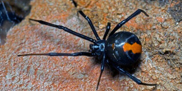 Redback spider (Latrodectus hasselti), female with legs spread out over web; males are small and rarely noticed. Albany, Western Australia. (Photo by Auscape/UIG via Getty Images)