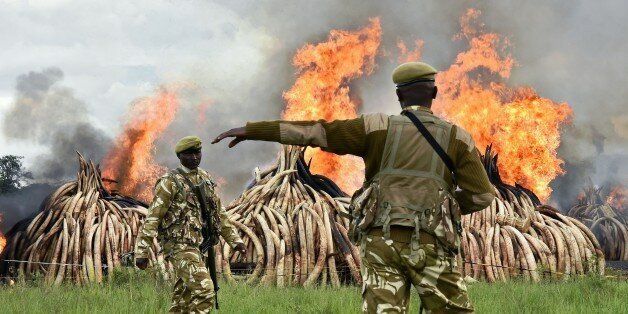 Kenya Wildlife Services (KWS) rangers stand guard around illegal stockpiles of burning elephant tusks, ivory figurines and rhinoceros horns at the Nairobi National Park on April 30, 2016. Kenyan President Uhuru Kenyatta set fire on April 30, 2016, to the world's biggest ivory bonfire, after demanding a total ban on trade in tusks and horns to end 'murderous' trafficking and prevent the extinction of elephants in the wild. / AFP / CARL DE SOUZA (Photo credit should read CARL DE SOUZA/AFP/Getty Images)
