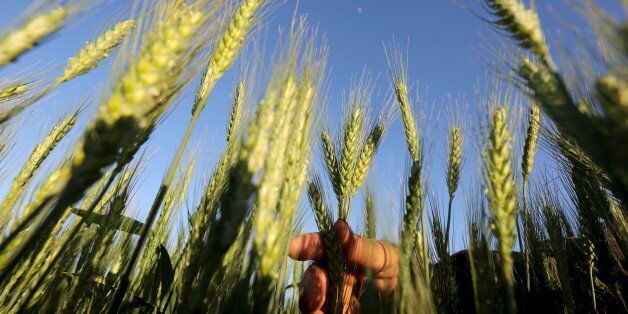 A farmer tends to a wheat field in the El-Dakahlia governorate, north of Cairo, Egypt, in this February 16, 2016 file photo. REUTERS/Mohamed Abd El Ghany/Files To match Special Report EGYPT-WHEAT/CORRUPTION