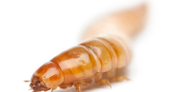 Larva of Mealworm, Tenebrio molitor, in front of white background