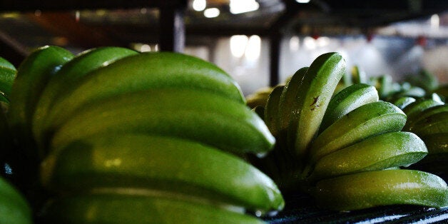 Freshly harvested bananas move along a conveyor at the Liverpool River Bananas farm near Tully, Queensland, Australia, on Tuesday, Aug. 11, 2015. More than 90 percent of Australia's A$600 million ($467 million) banana crop is grown in the state of Queensland. Photographer: Carla Gottgens/Bloomberg via Getty Images