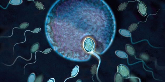 Sperm fertilizing egg