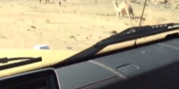 Οργή για τον ζάμπλουτο Σαουδάραβα Turki Bin Abdullah που κυνηγάει καμήλα με το χρυσό του