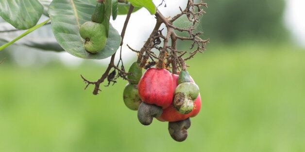 Cashew growing on a tree