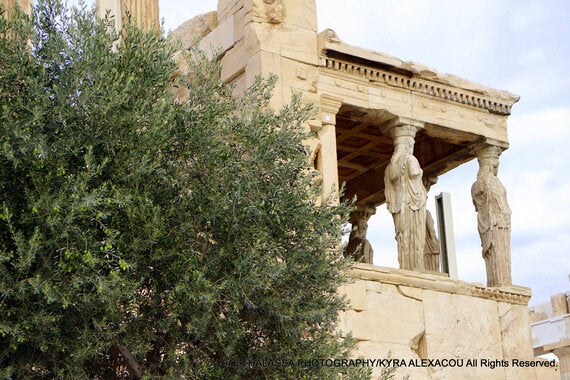 Ελιά: Tο ευλογημένο δέντρο της Ελλάδας ανάμεσα στη μυθολογία, την ιστορία, την επιστήμη και τη