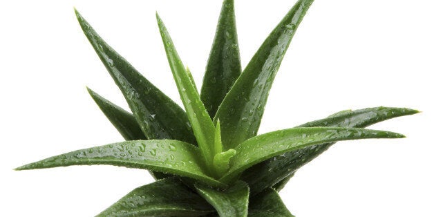 Aloe vera