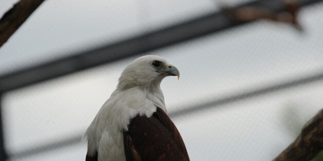 A Brahminy kite (Haliastur indus) locally know as Lawin, rests inside an enclosure of Ocean park along Manila bay on January 15, 2013, during its launching of birds of prey as part of the park's latest attraction. THe Brahminy kite has a pure white head and chest, and feeds on carrion (dead animals), insects, reptiles, amphibians, crustaceans, and fish. It can be found in India, Pakistan, China, Bangladesh and southeast Asia. AFP PHOTO/TED ALJIBE (Photo credit should read TED ALJIBE/AFP/Getty Images)