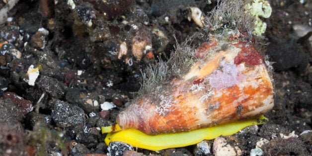 (GERMANY OUT) Cone Sea Slug, Conus sp., Alam Batu, Bali, Indonesia (Photo by Reinhard Dirscherl/ullstein bild via Getty Images)