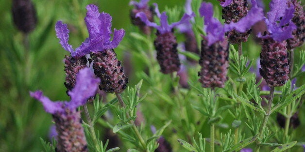 Rosmaninho (Lavandula stoechas)