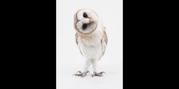 Young Barn Owl (Tyto alba) with head turned