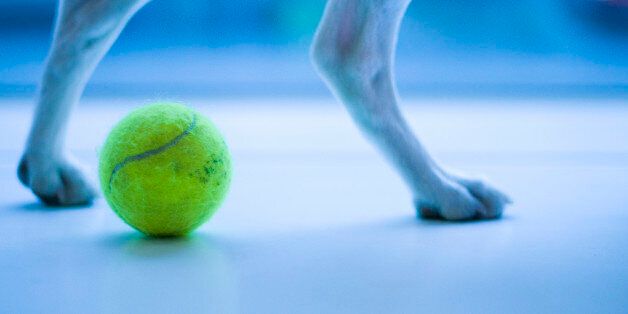 Dogs legs and tennis ball